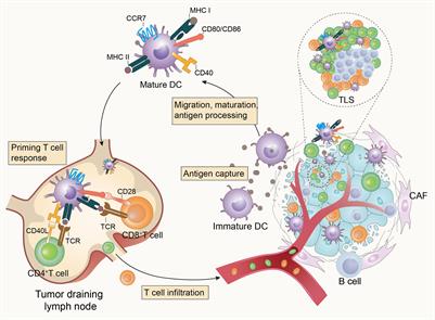 Impaired function of dendritic cells within the tumor microenvironment